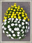 coroana crizanteme proportionata bicolor